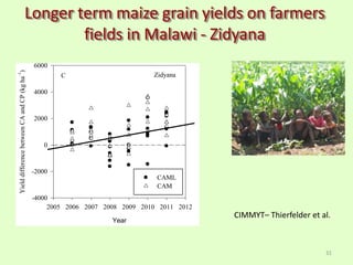 Longer term maize grain yields on farmers
fields in Malawi - Zidyana
31
Zidyana
Year
2005 2006 2007 2008 2009 2010 2011 2012
YielddifferencebetweenCAandCP(kgha
-1
)
-4000
-2000
0
2000
4000
6000
CAML
CAM
C
CIMMYT– Thierfelder et al.
 