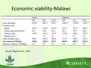 Economic viability-Malawi
Lemu Zidyana
CP CA CAL CP CA CAL
Gross Receipts 528.6 881.5 979.7 1047.2 1309.5 1293.7
Variable costs
Inputs 238.5 341.0 353.6 221.7 323.7 346.1
Labour days (6 hr days) 61.7 39.9 49.4 61.7 39.9 49.4
Labour costs 159.5 103.2 127.9 155.6 100.7 124.7
Sprayer costs 1.7 1.2 1.7 1.2
Total variable costs 398.1 445.9 482.8 377.3 426.1 472.1
Net returns (US$/ha) 130.5 435.5 497.1 669.9 883.3 821.9
Returns to labour (US$/day) 1.8 5.2 4.9 5.4 9.8 7.6
Source: Ngwira et al., 2012
 