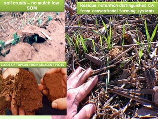 Residue retention distinguishes CA
from conventional farming systems
soil crusts – no mulch low
SOM
CLODS OF TOPSOIL FROM ADJACENT PLOTS
 