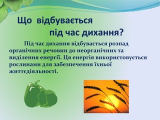 Що відбувається
під час дихання?
Під час дихання відбувається розпад
органічних речовин до неорганічних та
виділення енергії. Ця енергія використовується
рослинами для забезпечення їхньої
життєдіяльності.
 
