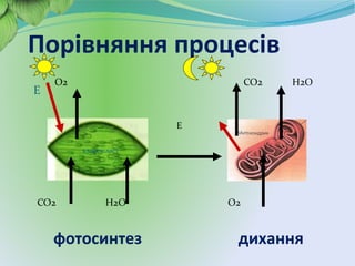 O2 CO2 H2O
Е
CO2 H2O O2
Е
хлоропласт
Порівняння процесів
фотосинтез дихання
 