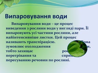 Випаровування води
Випаровування води – це процес
виведення з рослини води у вигляді пари. Її
випаровують усі частини рослини, але
найінтенсивніше листки. Цей процес
називають транспірацією. Вона
зумовлює охолодження рослини,
тобто захищає рослину від
перегрівання та сприяє
пересуванню речовин по рослині.
 