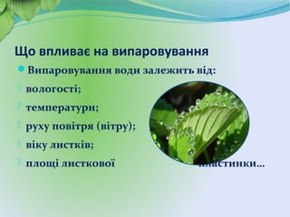 Що впливає на випаровування
Випаровування води залежить від:
- вологості;
- температури;
- руху повітря (вітру);
- віку листків;
- площі листкової пластинки…
 