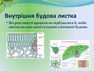 Внутрішня будова листка
Всі розглянуті процеси не відбувалися б, якби
листок не мав такої складної клітинної будови.
 