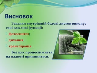 Висновок
Завдяки внутрішній будові листок виконує
такі важливі функції:
- фотосинтез;
- дихання;
- транспірація.
Без цих процесів життя
на планеті припиниться.
 