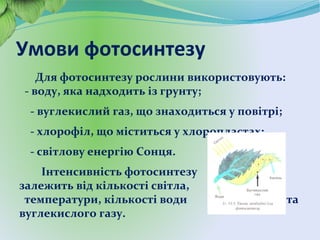 Умови фотосинтезу
Для фотосинтезу рослини використовують:
- воду, яка надходить із грунту;
- вуглекислий газ, що знаходиться у повітрі;
- хлорофіл, що міститься у хлоропластах;
- світлову енергію Сонця.
Інтенсивність фотосинтезу
залежить від кількості світла,
температури, кількості води та
вуглекислого газу.
 