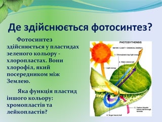 Де здійснюється фотосинтез?
Фотосинтез
здійснюється у пластидах
зеленого кольору -
хлоропластах. Вони містять
хлорофіл, який і є
посередником між Сонцем і
Землею.
Яка функція пластид
іншого кольору:
хромопластів та
лейкопластів?
 