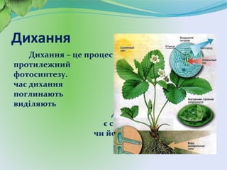 Дихання
Дихання – це процес
протилежний
фотосинтезу. Під
час дихання рослини
поглинають кисень, а
виділяють вуглекислий газ.
Для нього неважливо,
є сонячне проміння,
чи його немає.
 
