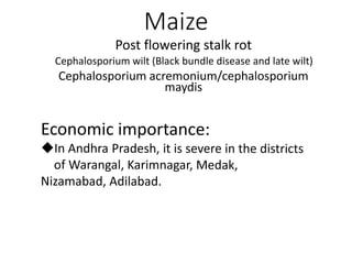 Maize
Post flowering stalk rot
Cephalosporium wilt (Black bundle disease and late wilt)
Cephalosporium acremonium/cephalosporium
maydis
 