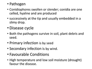 • Pathogen
• Conidiophores swollen or slender; conidia are one
celled, hyaline and are produced
• successively at the tip and usually embedded in a
slimy drop.
• Disease cycle
• Both the pathogens survive in soil, plant debris and
seed.
• Primary infection is by seed
• Secondary infection is by wind.
• Favourable Conditions
• High temperature and low soil moisture (drought)
favour the disease.
 