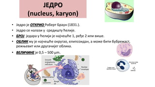 08 Једро.ppt