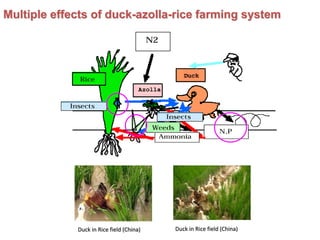 Organic farming concept as pects and prospects | PDF