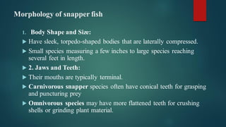 08.Snapper Fish.pdf. Snapper fish stand out as prized species in the ...