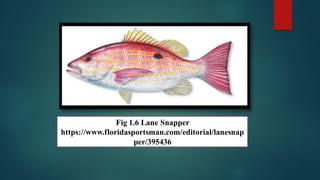 08.Snapper Fish.pdf. Snapper fish stand out as prized species in the ...