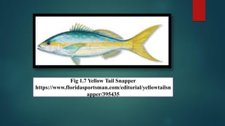 08.Snapper Fish.pdf. Snapper fish stand out as prized species in the ...