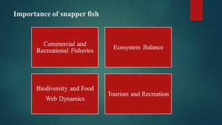 08.Snapper Fish.pdf. Snapper fish stand out as prized species in the ...