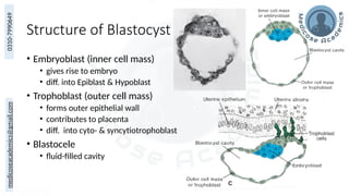 Embryology 08. Cleavage & Blastocyst Formation | PPTX