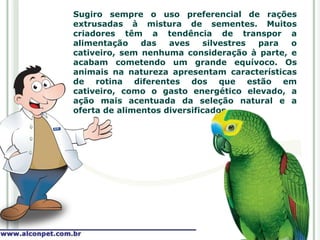 Sugiro sempre o uso preferencial de rações
extrusadas à mistura de sementes. Muitos
criadores têm a tendência de transpor a
alimentação    das   aves    silvestres para o
cativeiro, sem nenhuma consideração à parte, e
acabam cometendo um grande equívoco. Os
animais na natureza apresentam características
de rotina diferentes dos que estão em
cativeiro, como o gasto energético elevado, a
ação mais acentuada da seleção natural e a
oferta de alimentos diversificados.
 