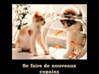 Se faire de nouveaux copains 