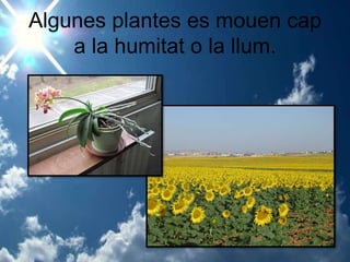 Algunes plantes es mouen cap
a la humitat o la llum.
 