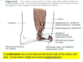 A  syndesmosis  also exists between the distal ends of the radius and ulna.  It also allows slight movement ( amphiarthrotic ). 