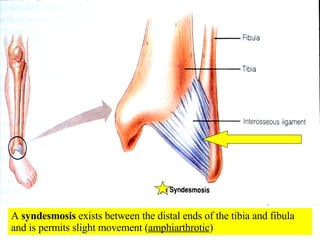 A  syndesmosis  exists between the distal ends of the tibia and fibula and is permits slight movement ( amphiarthrotic ) 