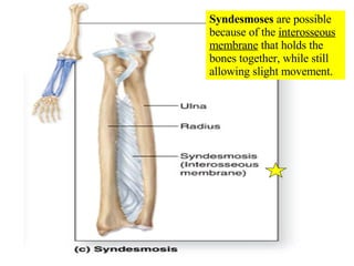 Syndesmoses  are possible because of the  interosseous membrane  that holds the bones together, while still allowing slight movement. 