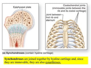 Synchondroses  are joined together by hyaline cartilage and, since they are immovable, they are also  synarthroses. 