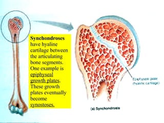 Synchondroses  have hyaline cartilage between the articulating bone segments.  One example is  epiphyseal growth plates .  These growth plates eventually become  synostoses. 