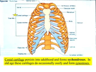 Costal cartilage  persists into adulthood and forms  sychondroses .  In old age these cartilages do occasionally ossify and form  synostoses. 