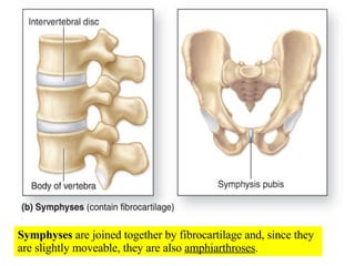 Symphyses  are joined together by fibrocartilage and, since they are slightly moveable, they are also  amphiarthroses . 