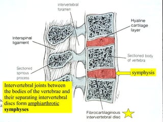 symphysis Intervertebral joints between the bodies of the vertebrae and their separating intervertebral discs form  amphiarthrotic   symphyses 