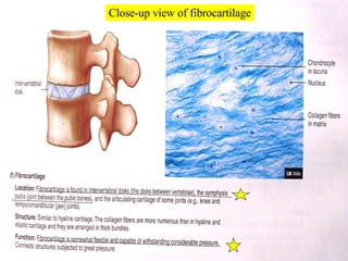 Close-up view of fibrocartilage 