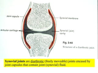 Synovial joints  are  diarthrotic  (freely moveable) joints encased by joint capsules that contain joint (synovial) fluid. 