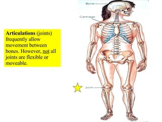 Articulations  (joints) frequently allow movement between bones. However,  not  all joints are flexible or moveable. 