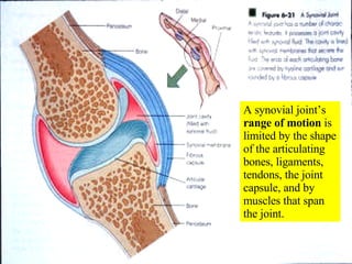 A synovial joint’s  range of motion  is limited by the shape of the articulating bones, ligaments, tendons, the joint capsule, and by muscles that span the joint. 