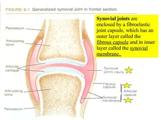 Synovial joints  are enclosed by a fibroelastic joint capsule, which has an outer layer called the  fibrous capsule  and in inner layer called the  synovial membrane.. 