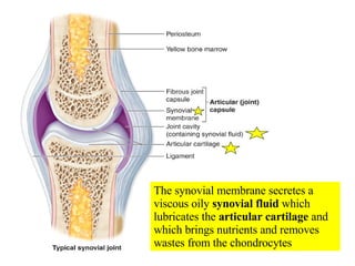 The synovial membrane secretes a viscous oily  synovial fluid  which lubricates the  articular cartilage  and which brings nutrients and removes wastes from the chondrocytes 