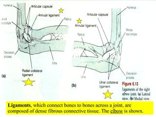 Ligaments , which connect bones to bones across a joint, are composed of dense fibrous connective tissue. The  elbow  is shown. 