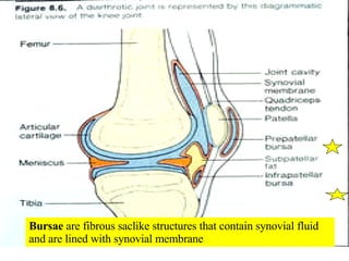 Bursae  are fibrous saclike structures that contain synovial fluid and are lined with synovial membrane 