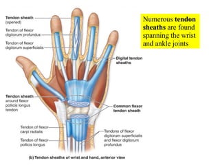 Numerous  tendon sheaths  are found spanning the wrist and ankle joints 