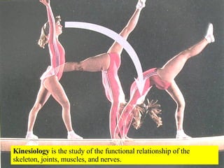 Kinesiology  is the study of the functional relationship of the skeleton, joints, muscles, and nerves. 