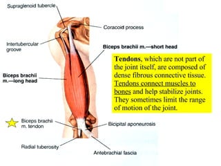 Tendons , which are not part of the joint itself, are composed of dense fibrous connective tissue.  Tendons connect muscles to bones  and help stabilize joints.  They sometimes limit the range of motion of the joint. 