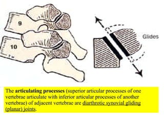 The  articulating processes  (superior articular processes of one vertebrae articulate with inferior articular processes of another vertebrae) of adjacent vertebrae are  diarthrotic synovial gliding (planar) joints . 