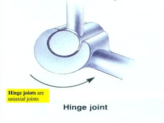 Hinge joints  are uniaxial joints 