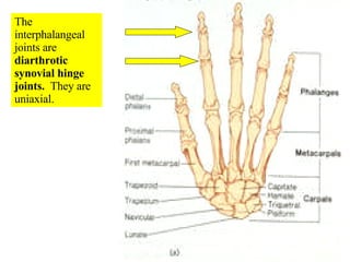 The interphalangeal joints are  diarthrotic synovial hinge joints.  They are uniaxial. 