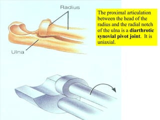 The proximal articulation between the head of the radius and the radial notch of the ulna is a  diarthrotic synovial pivot joint .  It is uniaxial. 