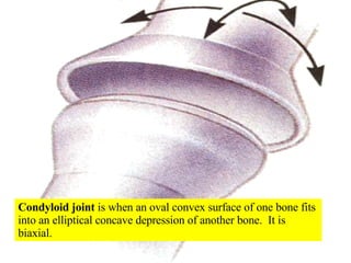 Condyloid joint  is when an oval convex surface of one bone fits into an elliptical concave depression of another bone.  It is biaxial. 
