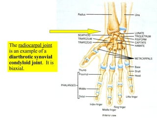 The  radiocarpal joint  is an example of a  diarthrotic synovial condyloid joint .  It is biaxial. 