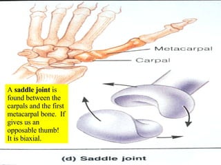 A  saddle joint  is found between the carpals and the first metacarpal bone.  If gives us an opposable thumb!  It is biaxial. 
